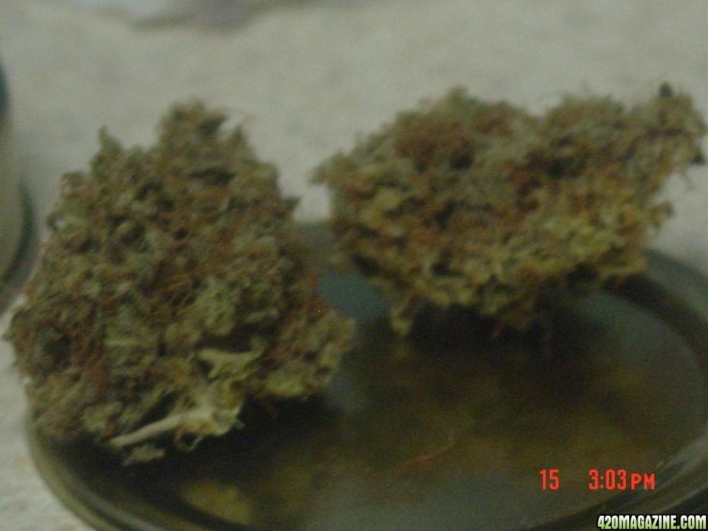 last yrs nugs