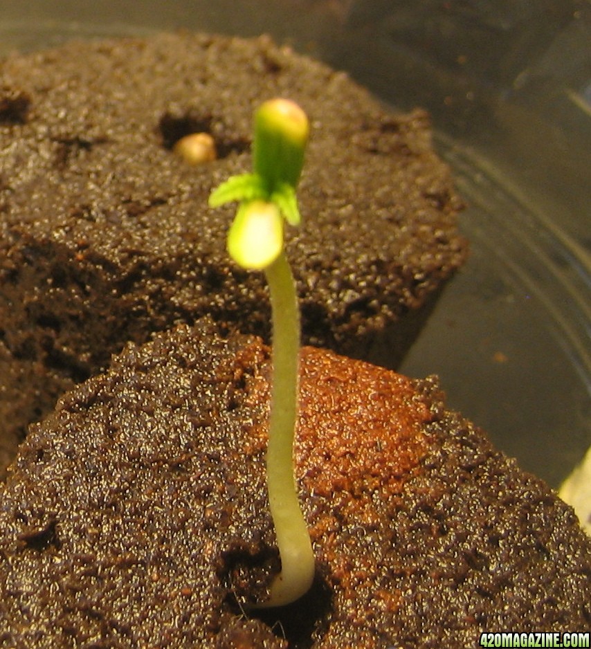 Later on second day of sprouting