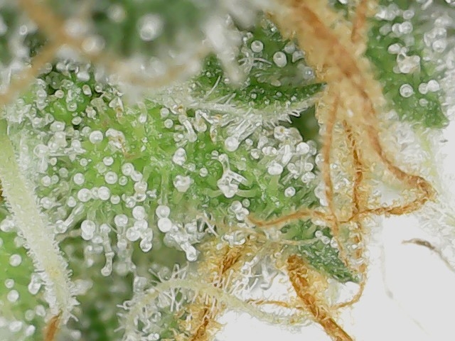 LB 5-21-24 F51 trichs.jpg