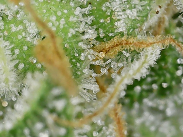 LB 5-21-24 F51 trichs2.jpg