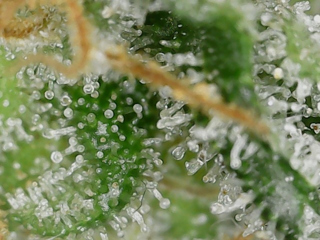 LB 5-21-24 F51 trichs3.jpg