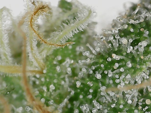 LB 5-21-24 F51 trichs4.jpg