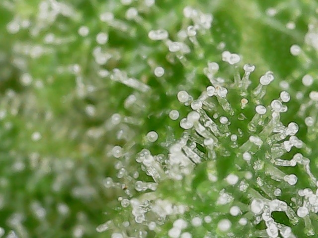 LB 5-26-24 F56 trichs (1).jpg