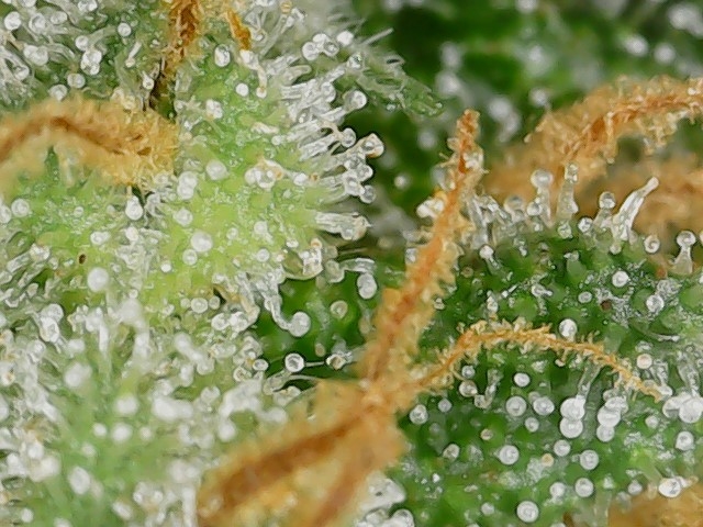 LB 5-26-24 F56 trichs (2).jpg