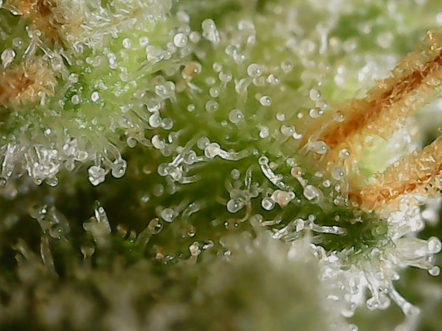 LB 5-26-24 F56 trichs (3).jpg