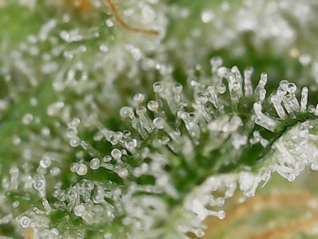 LB 5-26-24 F56 trichs (4).jpg