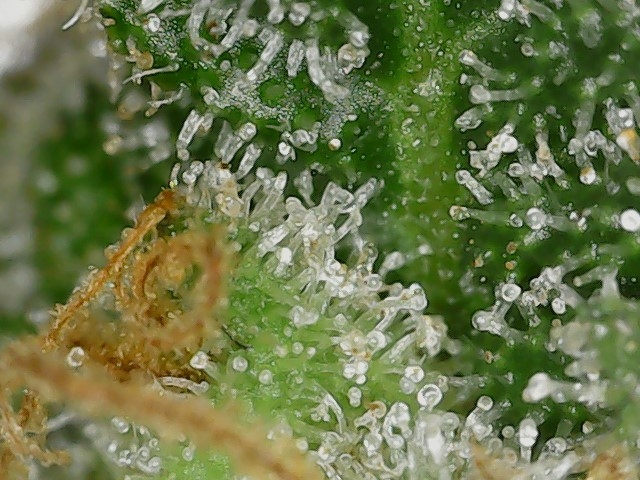 LB 6-4-24 F64 trichs (1).jpg