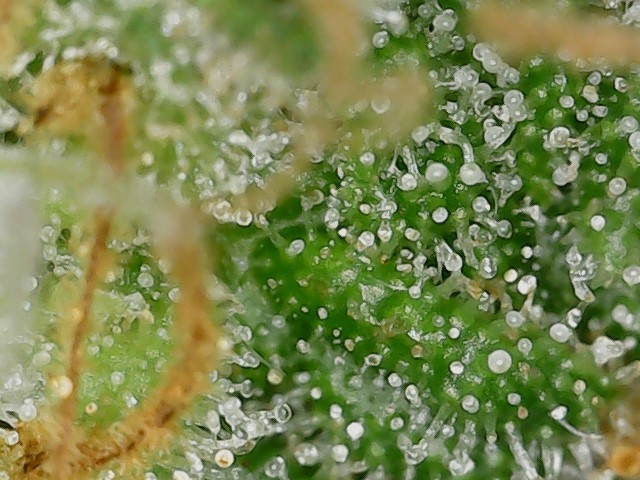 LB 6-4-24 F64 trichs (3).jpg