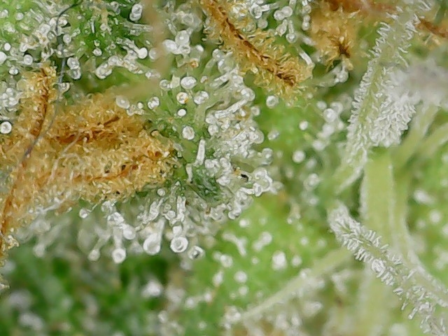 LB 6-4-24 F64 trichs (5).jpg