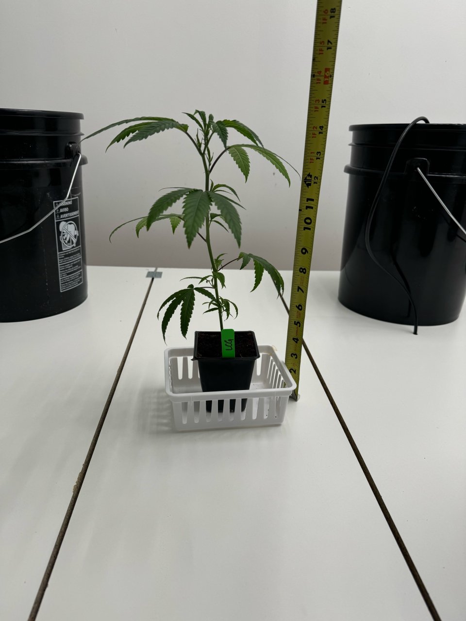 LCG - Week 1 - Clone - 1/2" growth