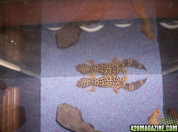 LEA the leopard gecko 1