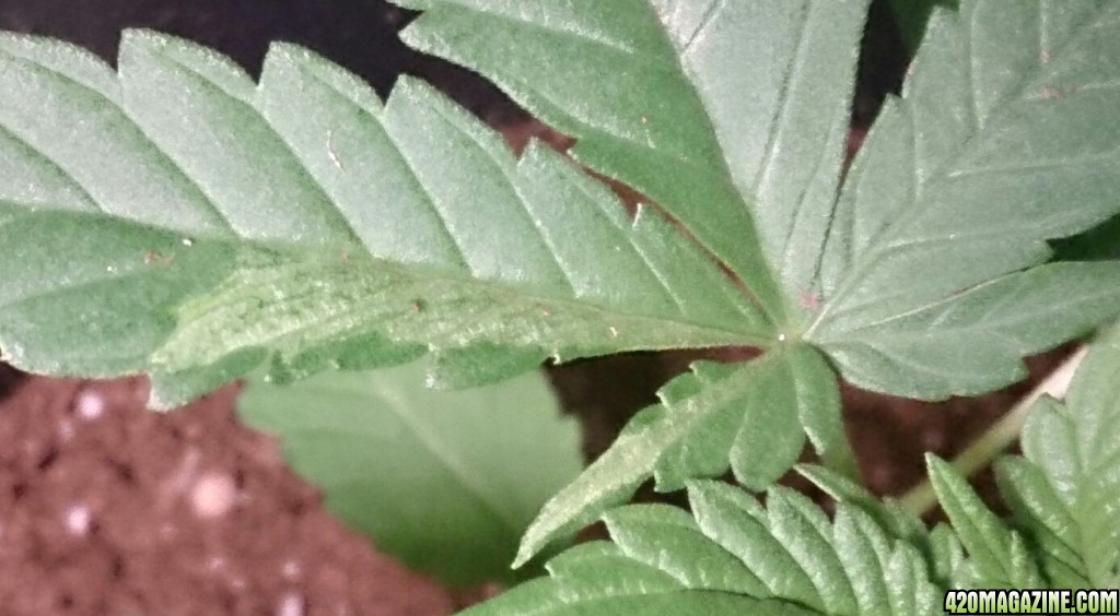 Leaf discoloration/disfigured