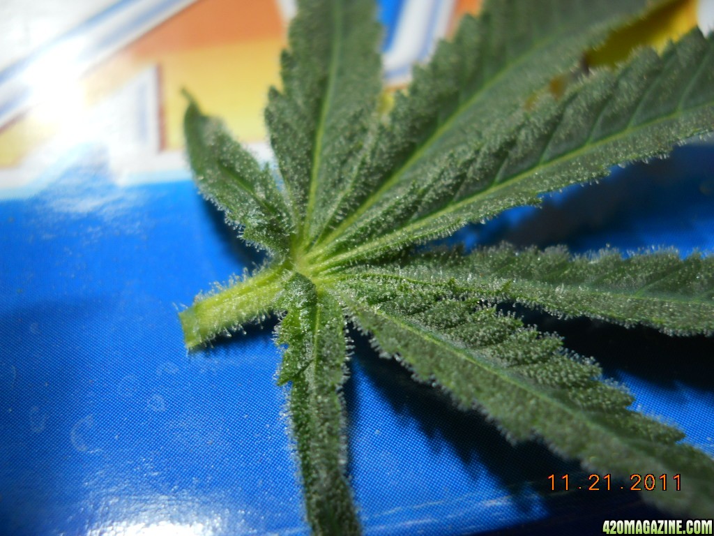 Leaf from Wonder Woman clone