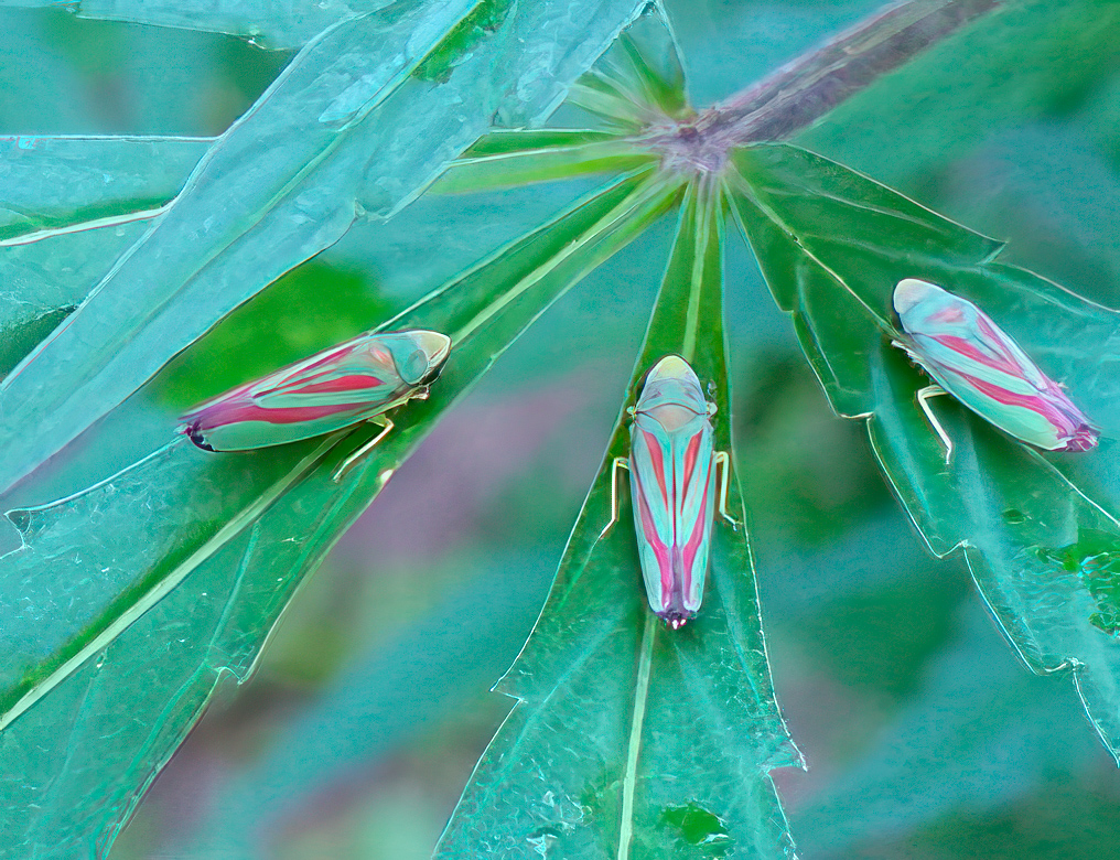 Leaf Hopper meeting.jpg