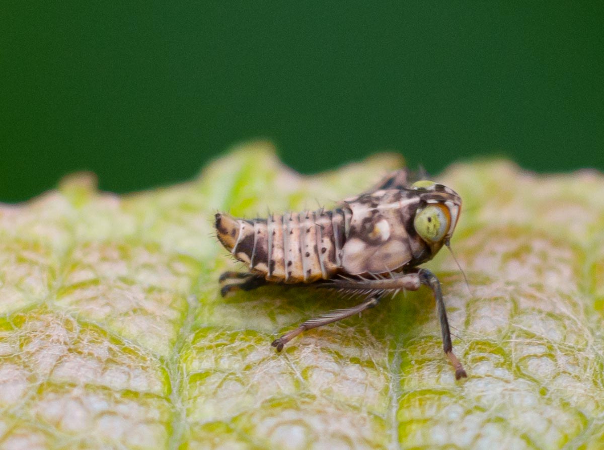 Leaf Hopper Nymph-0329.jpg