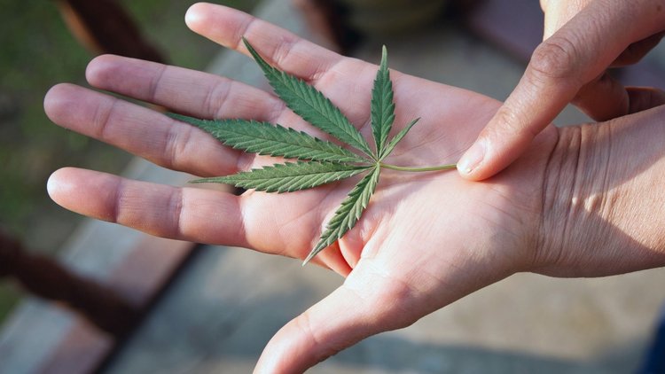 Leaf in Hand2 - Getty Images