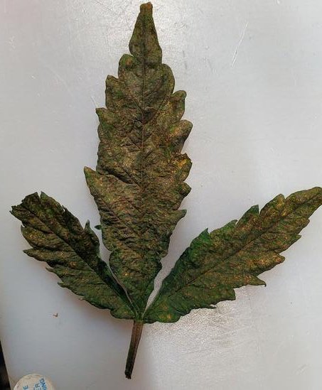 leaf.jpg