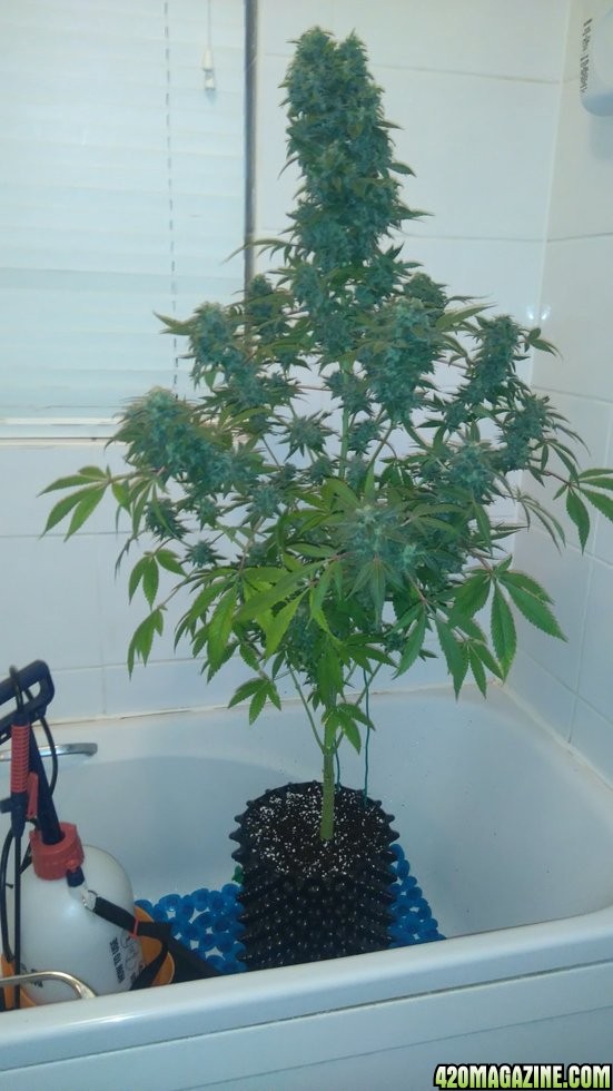 Leaf Lightening week 8 of flower - bagseed.