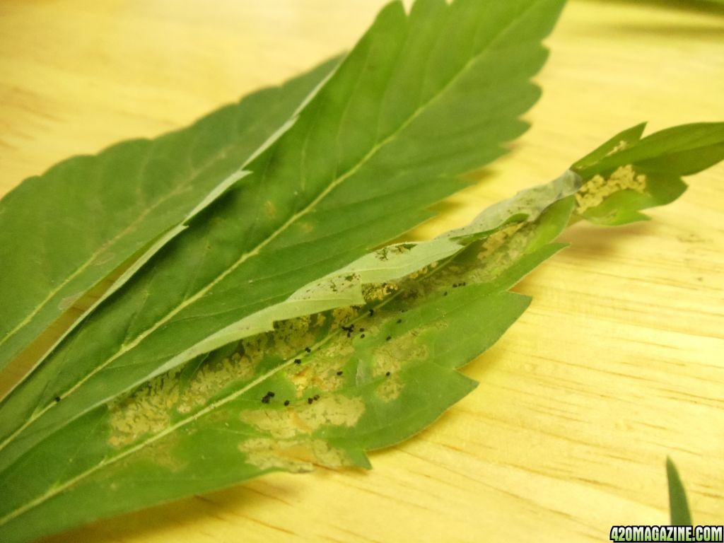 leaf miners