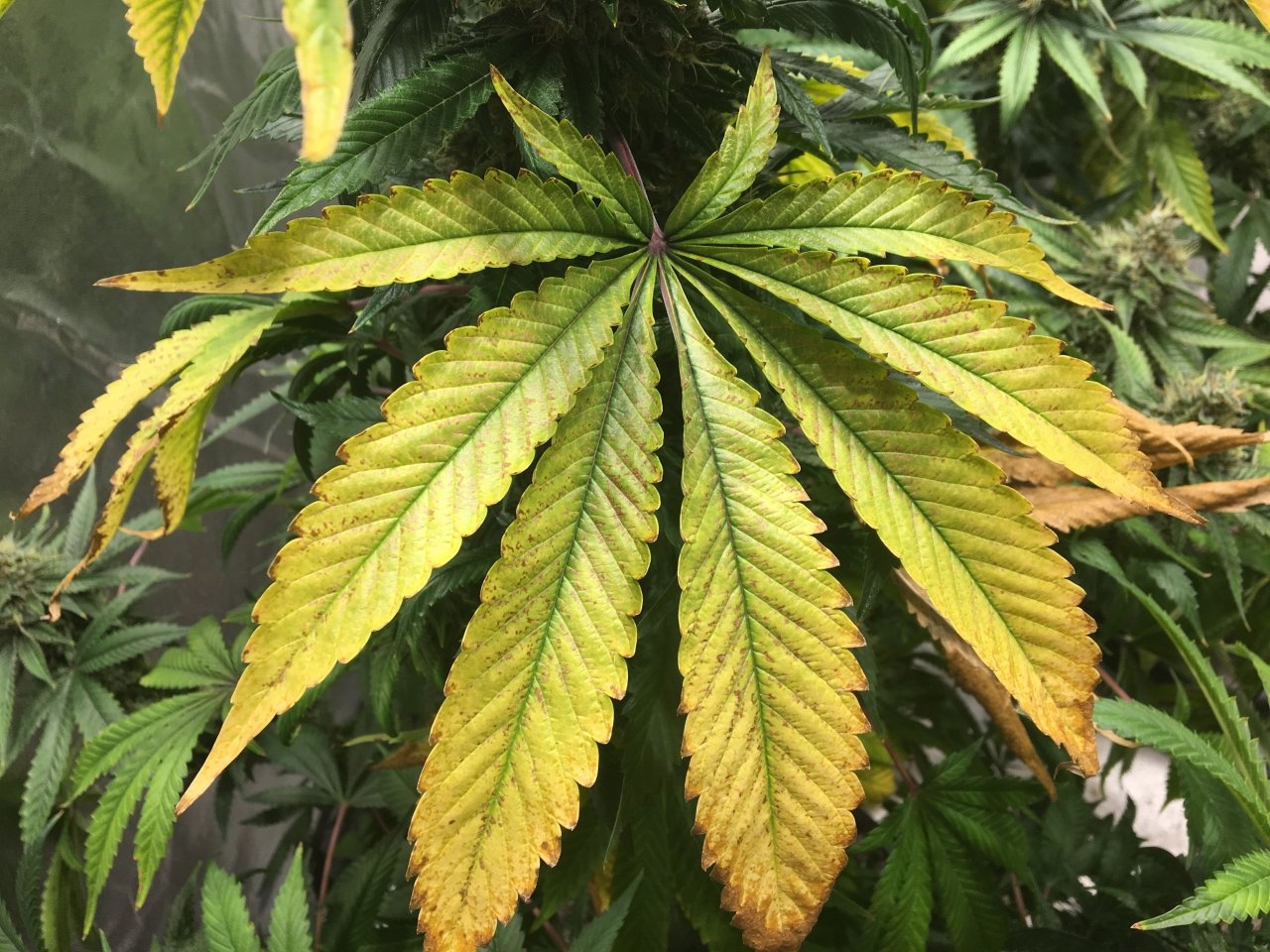 Leaf porn