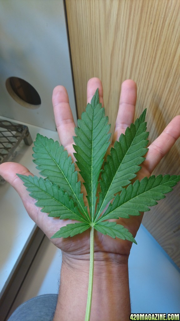 Leaf size