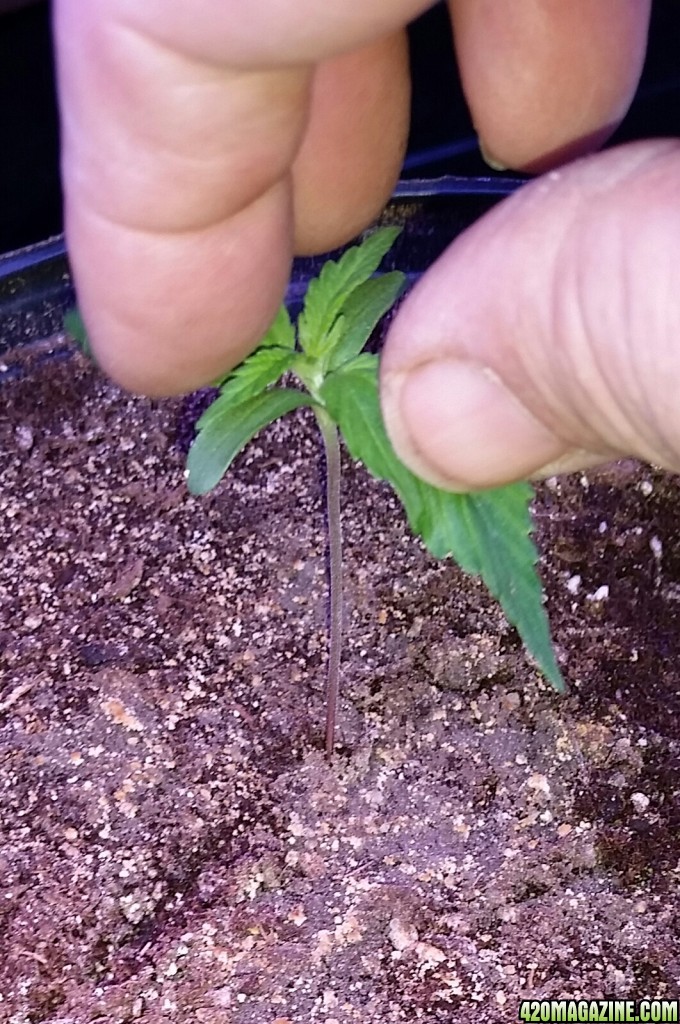 Leaf spreading the seedlings