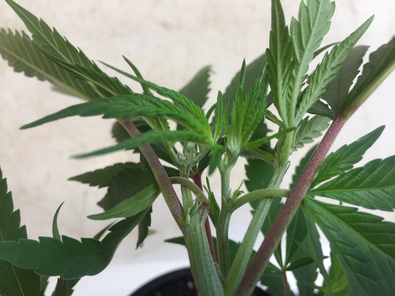 Leaf tucking LST