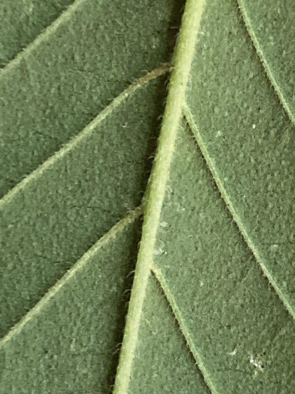 leaf under 1.jpg