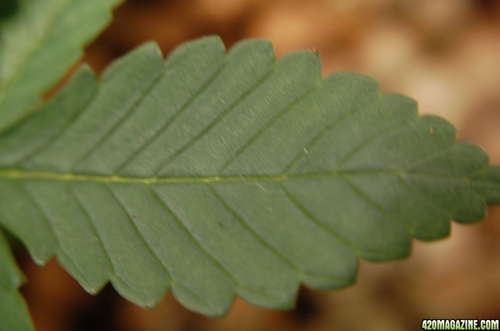 LEAF_IN_FFOF