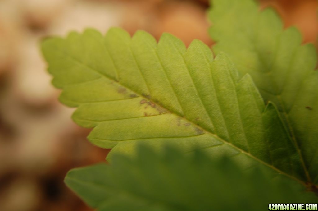 LEAF_IN_MG1