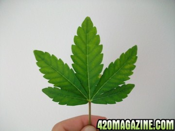 Leafage