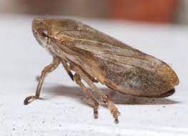 leafhopper.jpg