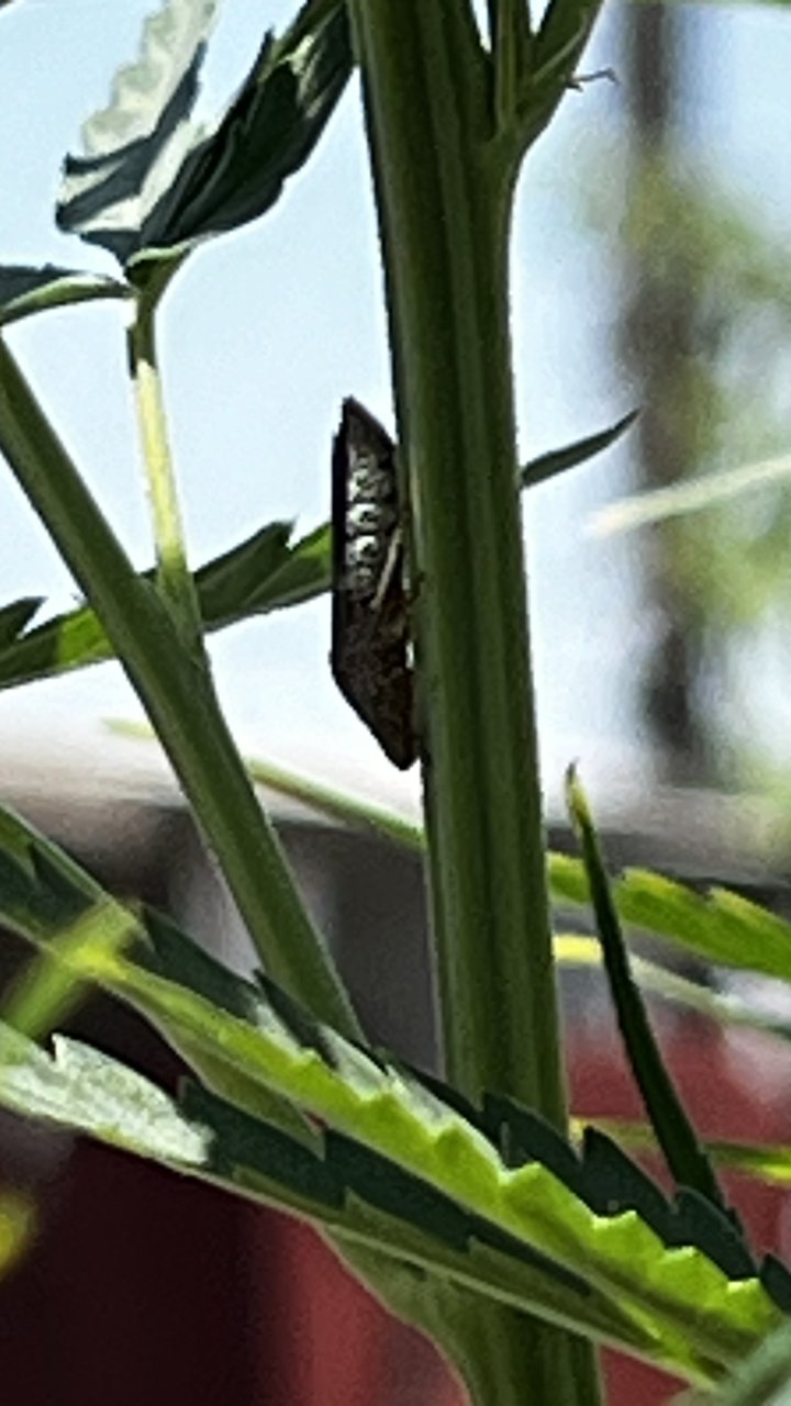 LeafHopper.JPG