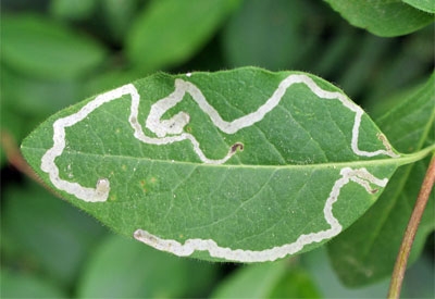 leafminer-damage.jpg