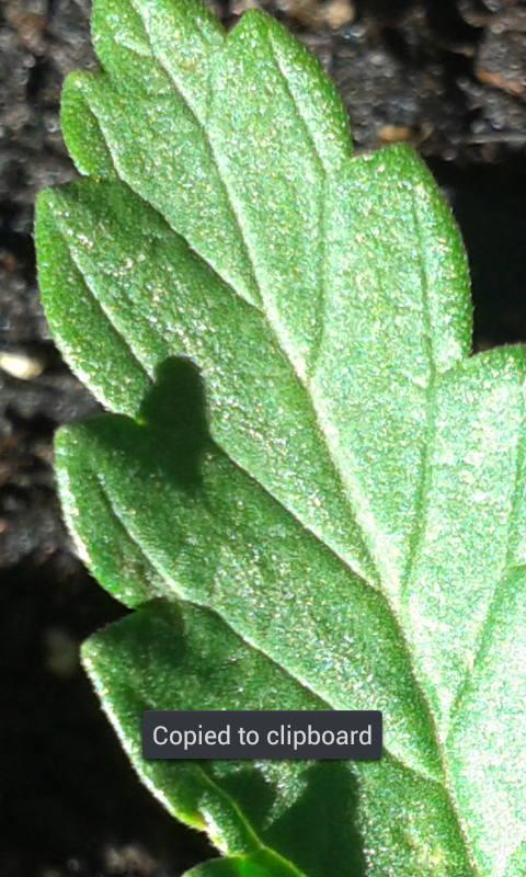 leafy crystals