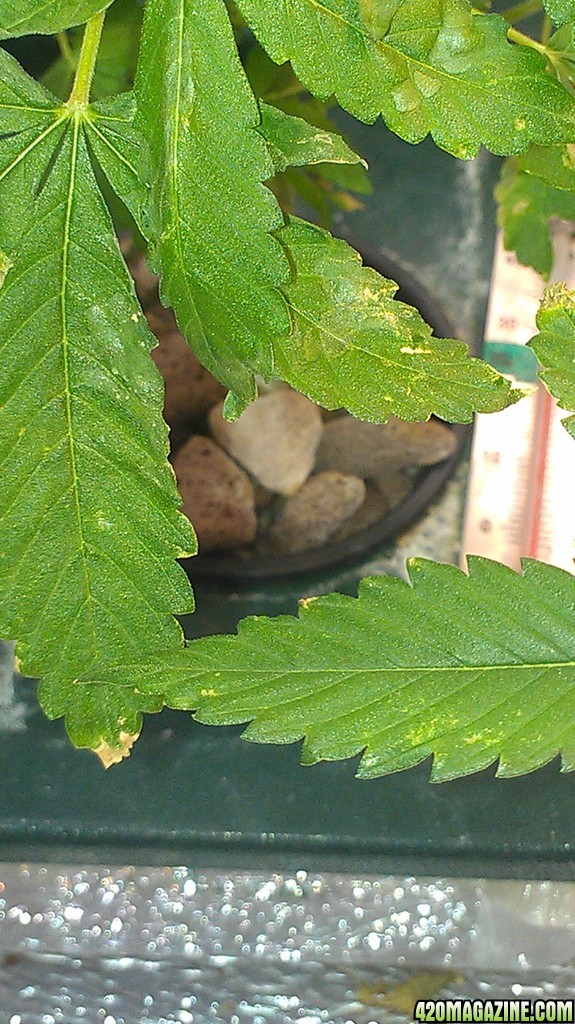 leaves are saggy and spotty....please help!