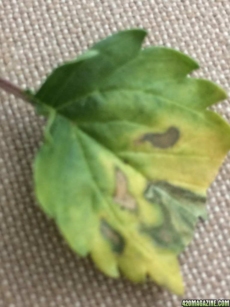 Leaves yellow with brown spots