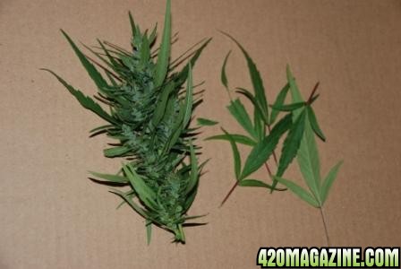 Leb sativa pheno bud