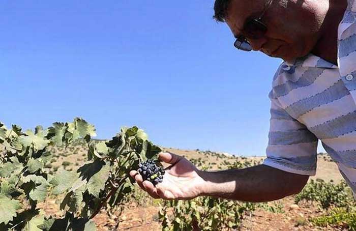 Lebanese Farmer - AFP