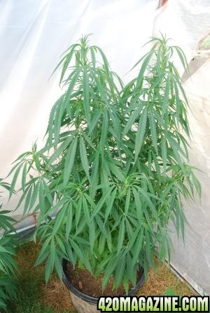 Lebby indica pheno staring to flower