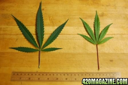 Lebby indica vs sativa pheno leaf