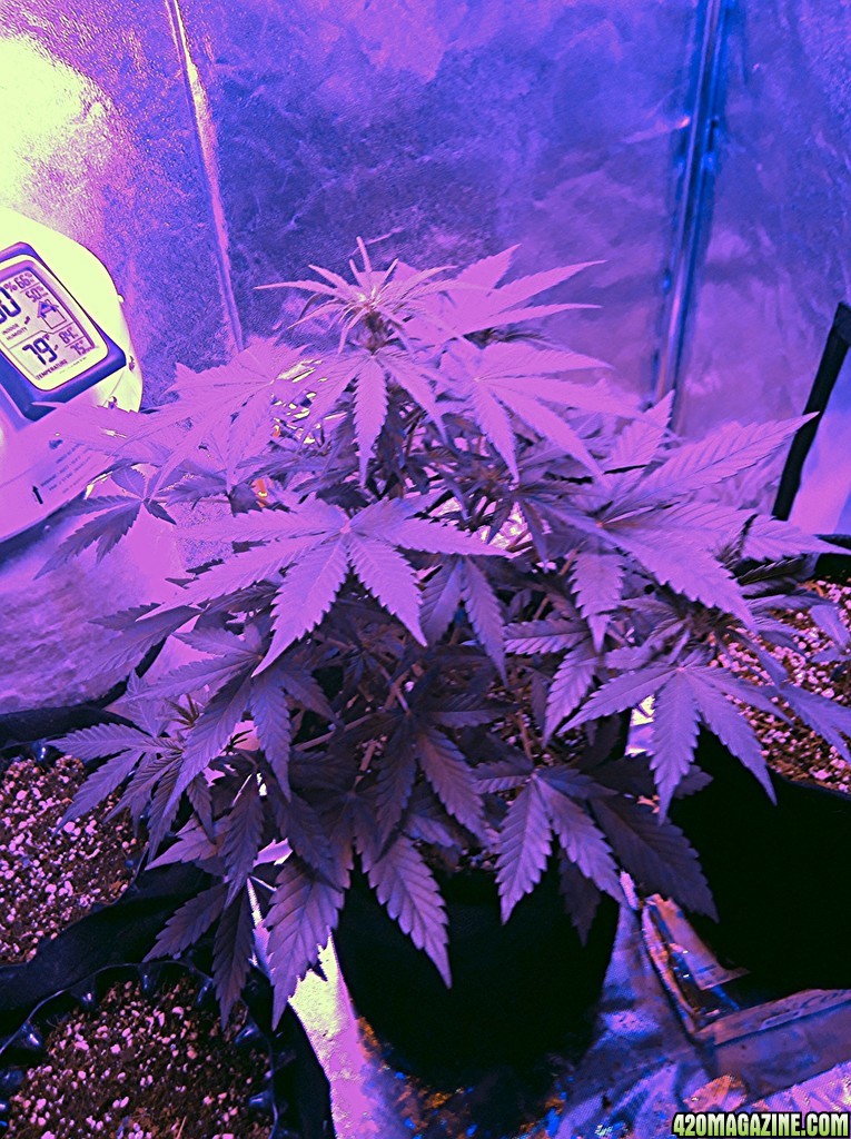 Led auto grow day 32