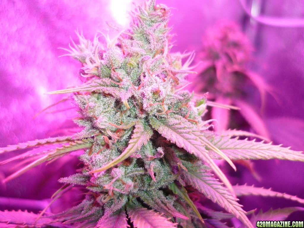 Led Bud Test Plan 12/18/14 Day 58