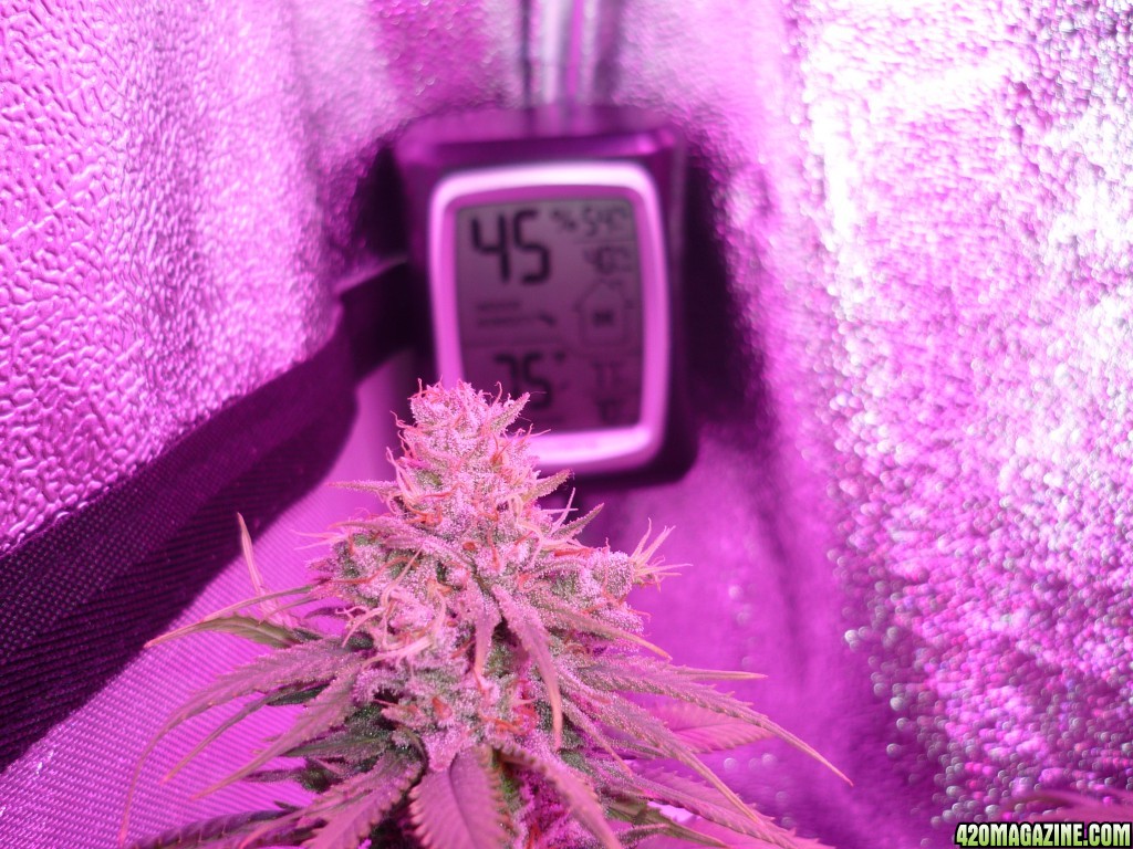 Led Bud Test Plan 12/18/14 Day 58