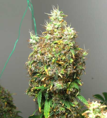 led-burnt-bud-sm.jpg