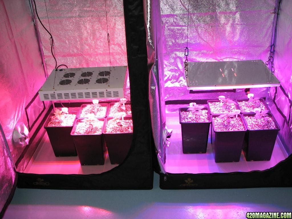 LED comparison 14 days veg