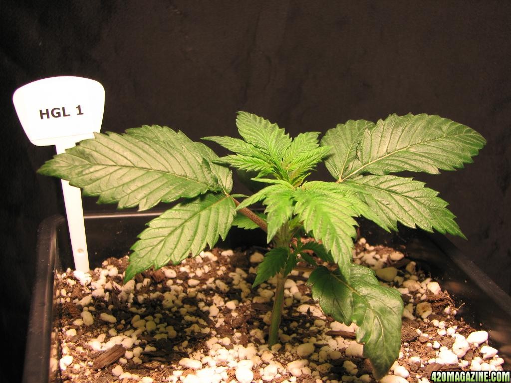 LED comparison 19 days veg