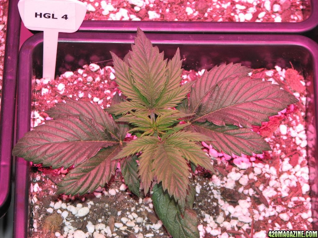 LED comparison 19 days veg