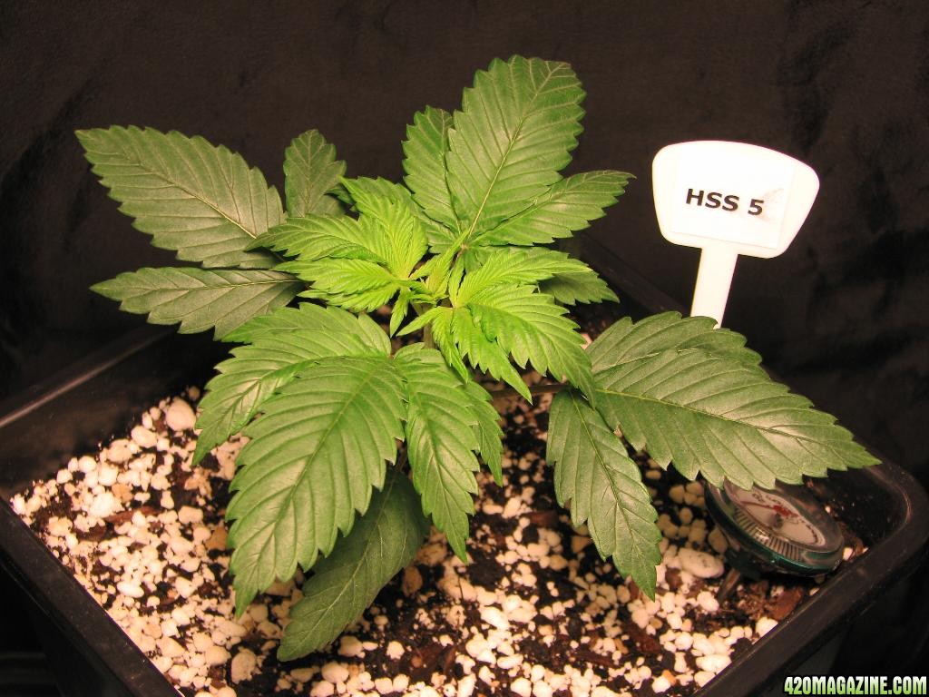 LED comparison 21 days veg