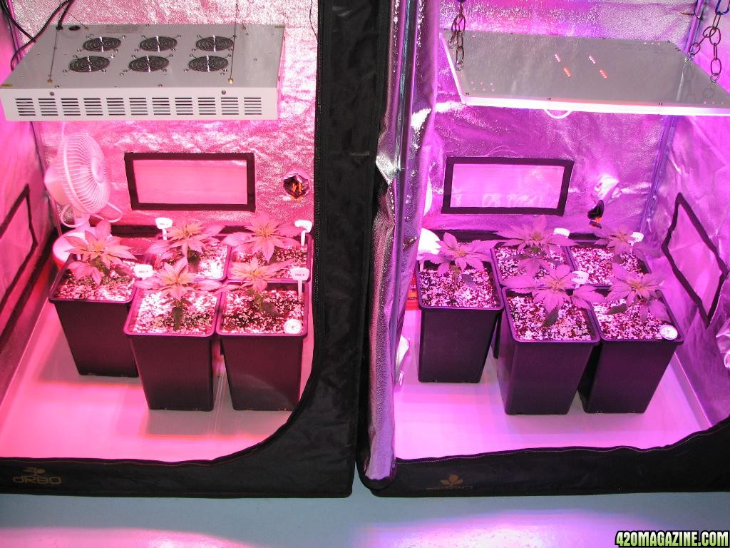 LED comparison 21 days veg